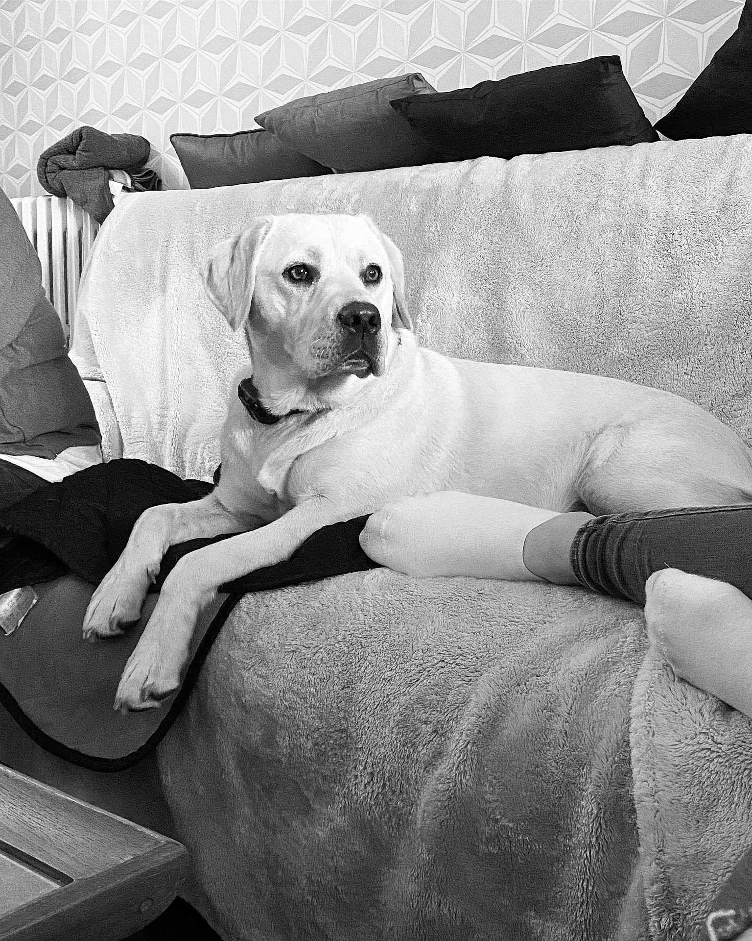 Saya a rejoint le concours — aidez-le/la à gagner de superbes lots ! dog, labrador, couch, blanket, indoor, pet, relaxed, legs, person, home, furniture, cozy, black_and_white, patterned_wall, pillow, resting, domestic, companion, animal, living_room