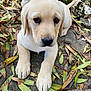 Saya participe au concours pour gagner de l'argent avec cette photo : puppy, dog, yellow_labrador, animal, pet, young, cute, outdoor, leaf_litter, rocks, fur, eyes, nose, paws, ground, nature, adorable, mammal, portrait, sitting