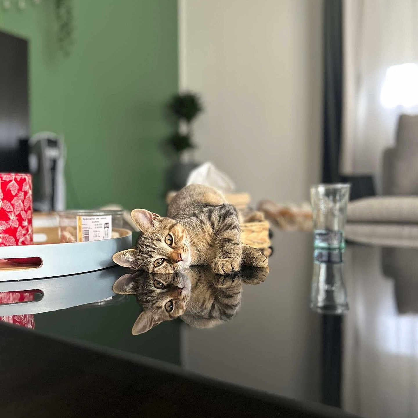 Violette participe au concours pour gagner de l'argent avec cette photo : animal, architecture, building, cat, couch, desk, diningroom, diningtable, furniture, hardwood, indoors, interiordesign, kitten, pet, room, table, tabletop, window, windowsill, wood