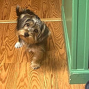 Indy joined the competition — help win amazing prizes! dog, puppy, wood_floor, green_wall, curious, pet, indoor, small_dog, fur, canine, cute, looking_up, animal, companion, household, domestic, friendly, adorable, waiting, expression