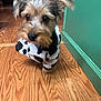 Indy is registered to the contest to win money with this photo: dog, puppy, pet, animal, indoor, wooden_floor, green_wall, clothing, sweater, cow_print, blur, motion_blur, cute, small_dog, fur, ears, black_nose, flooring, domestic, companion