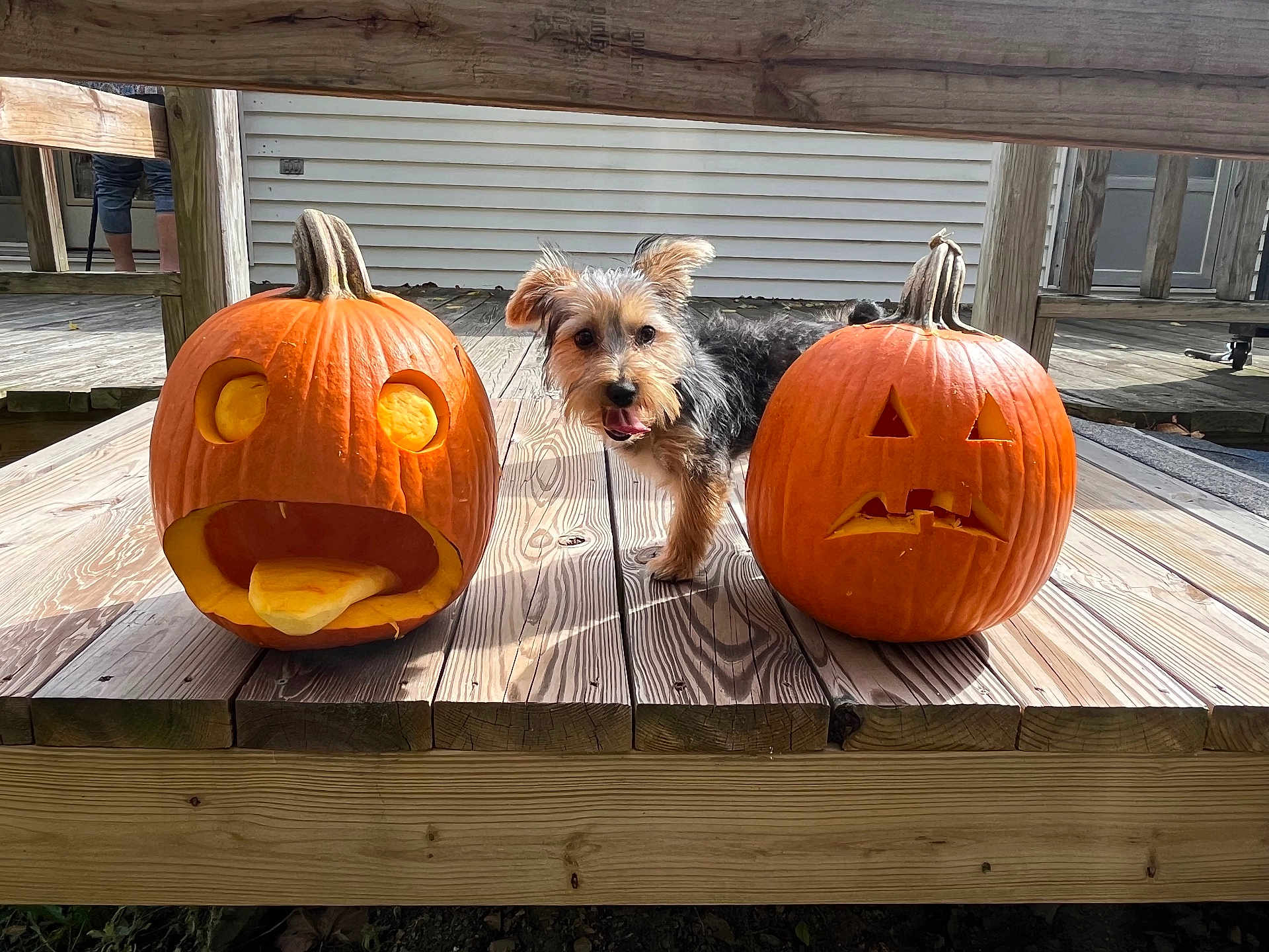Indy is registered to the contest to win money with this photo: dog, pumpkin, carved_pumpkin, wooden_deck, outdoor, pet, animal, fall, autumn, face, tongue, expression, playful, cute, holiday, seasonal, nature, daylight, funny, smile