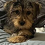 dog, puppy, bed, blanket, fur, cute, pet, animal, canine, indoors, resting, looking, fluffy, small, mammal, companion, domestic, portrait, furry, cozy