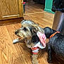 Indy is registered to the contest to win money with this photo: dog, puppy, hoodie, collar, wood_floor, kitchen, cabinet, trash_bin, indoor, pet, animal, fur, small_dog, cute, flooring, cozy, domestic, side_view, two_dogs, resting