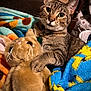 animal, blanket, closeup, collar, comfort, couch, cozy, curious, cute, domestic_cat, feline, fur, indoor, pet, plush_toy, resting, soft_toys, tabby_cat, warm, whiskers