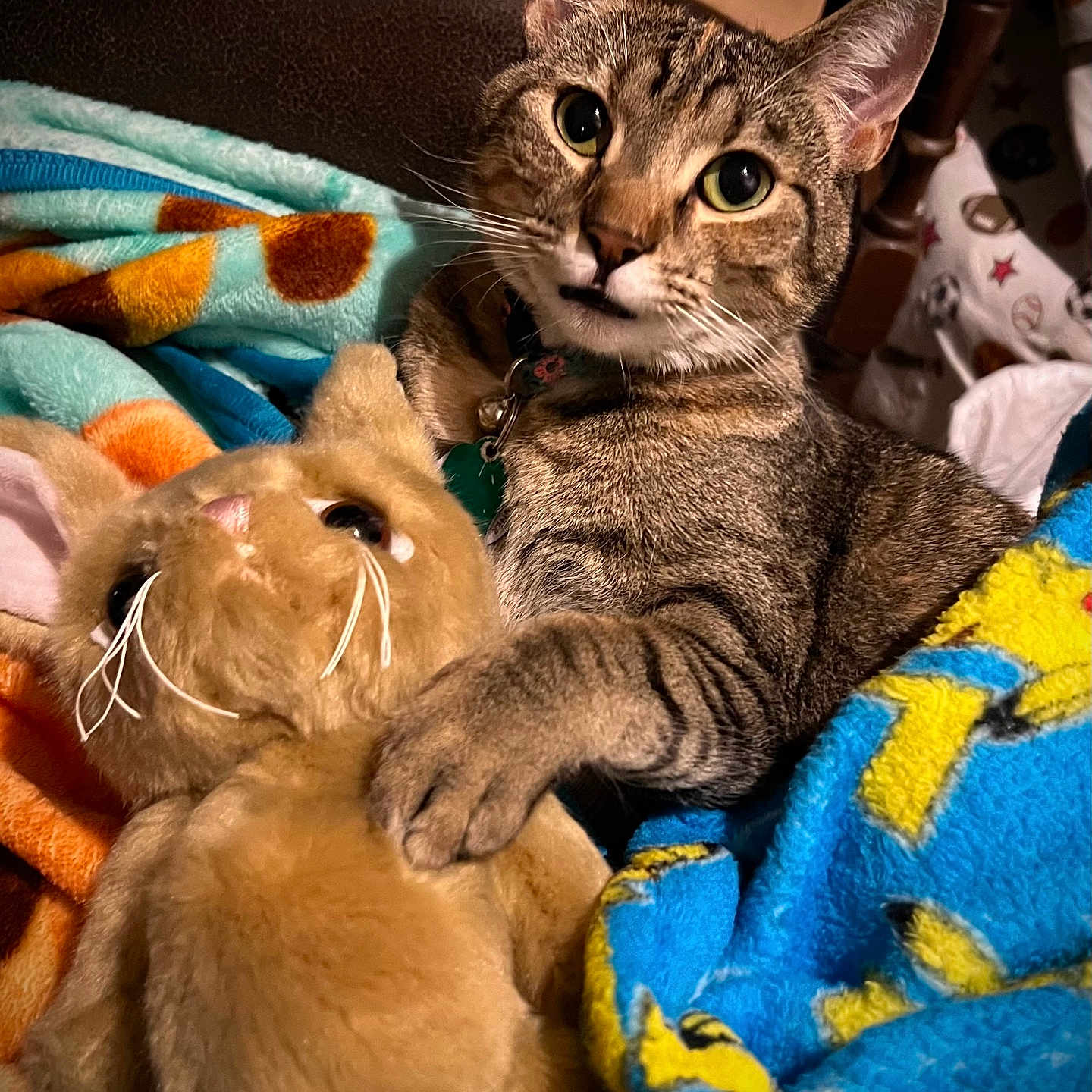 Hazel is registered to the contest to win money with this photo: animal, blanket, closeup, collar, comfort, couch, cozy, curious, cute, domestic_cat, feline, fur, indoor, pet, plush_toy, resting, soft_toys, tabby_cat, warm, whiskers