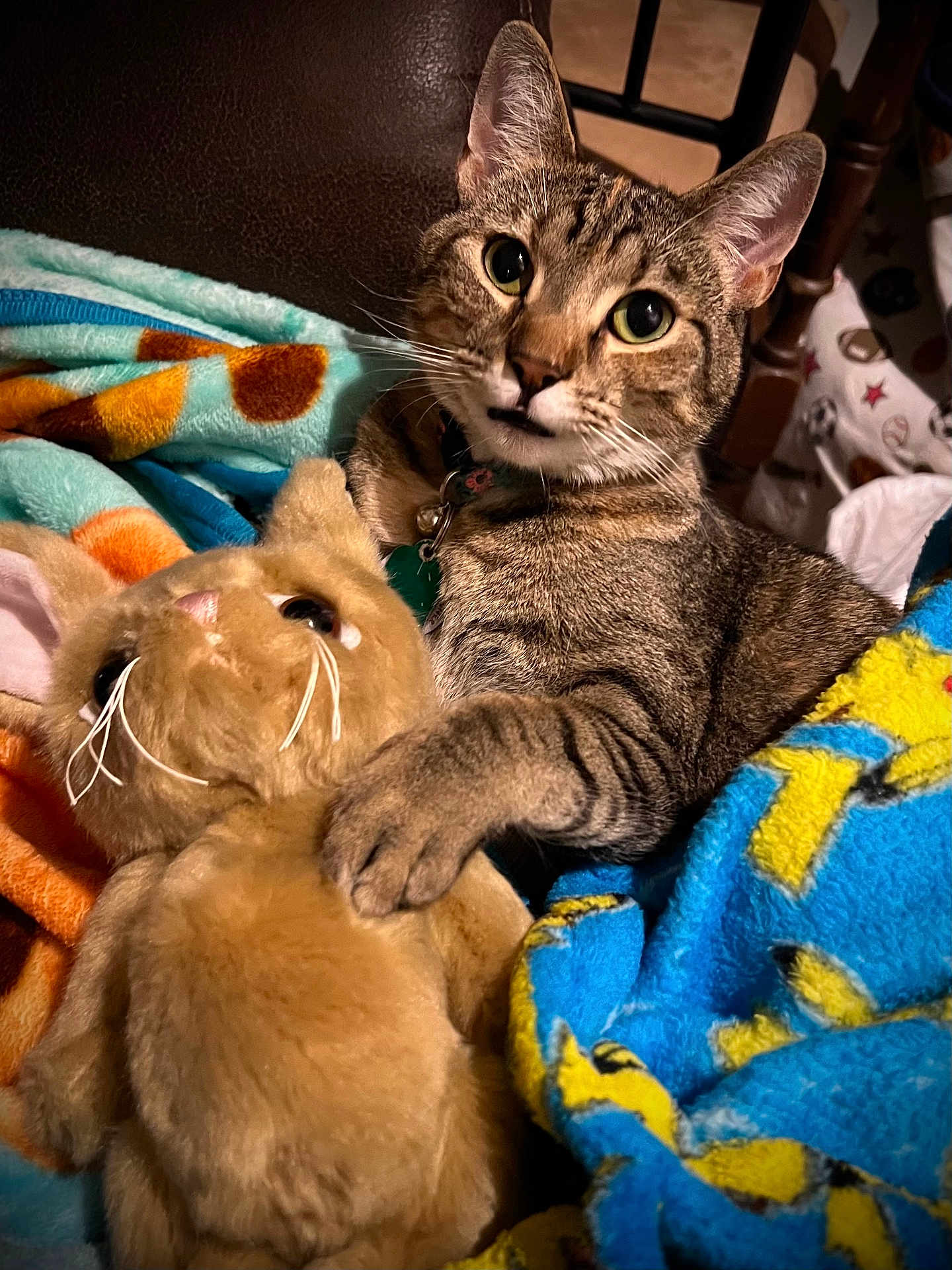 Hazel is registered to the contest to win money with this photo: animal, blanket, closeup, collar, comfort, couch, cozy, curious, cute, domestic_cat, feline, fur, indoor, pet, plush_toy, resting, soft_toys, tabby_cat, warm, whiskers