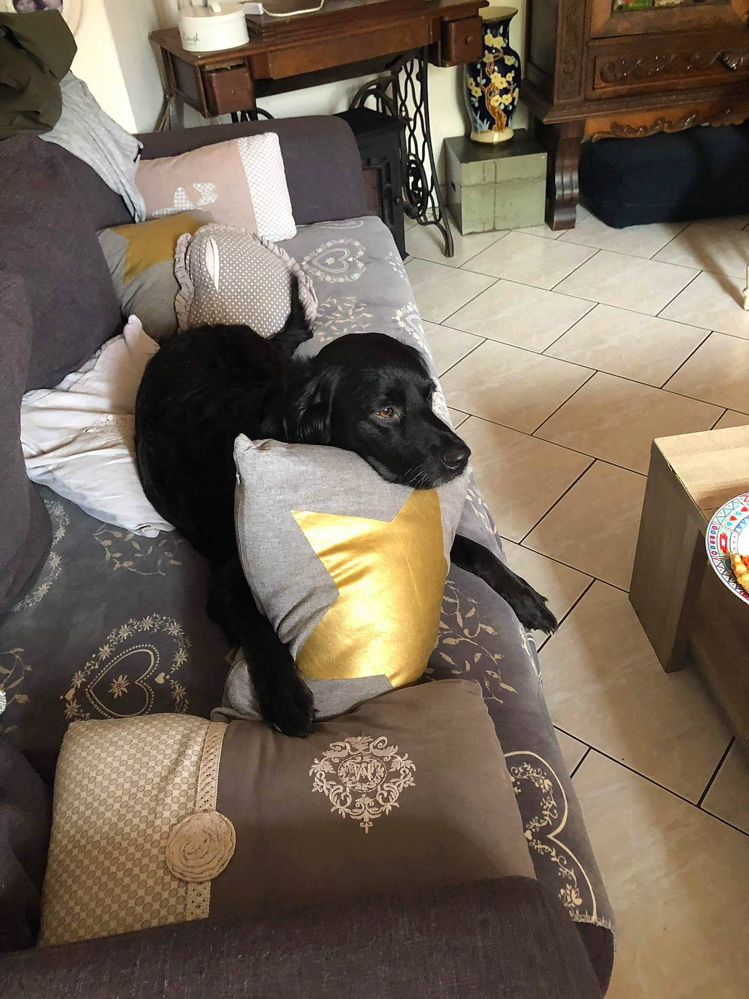 Huska a rejoint le concours — aidez-le/la à gagner de superbes lots ! carnivore, comfort, companion_dog, couch, dog, dog_breed, floor, flooring, furniture, interior_design, lamp, lighting, linens, living_room, pillow, room, studio_couch, thigh, tints_and_shades, working_animal