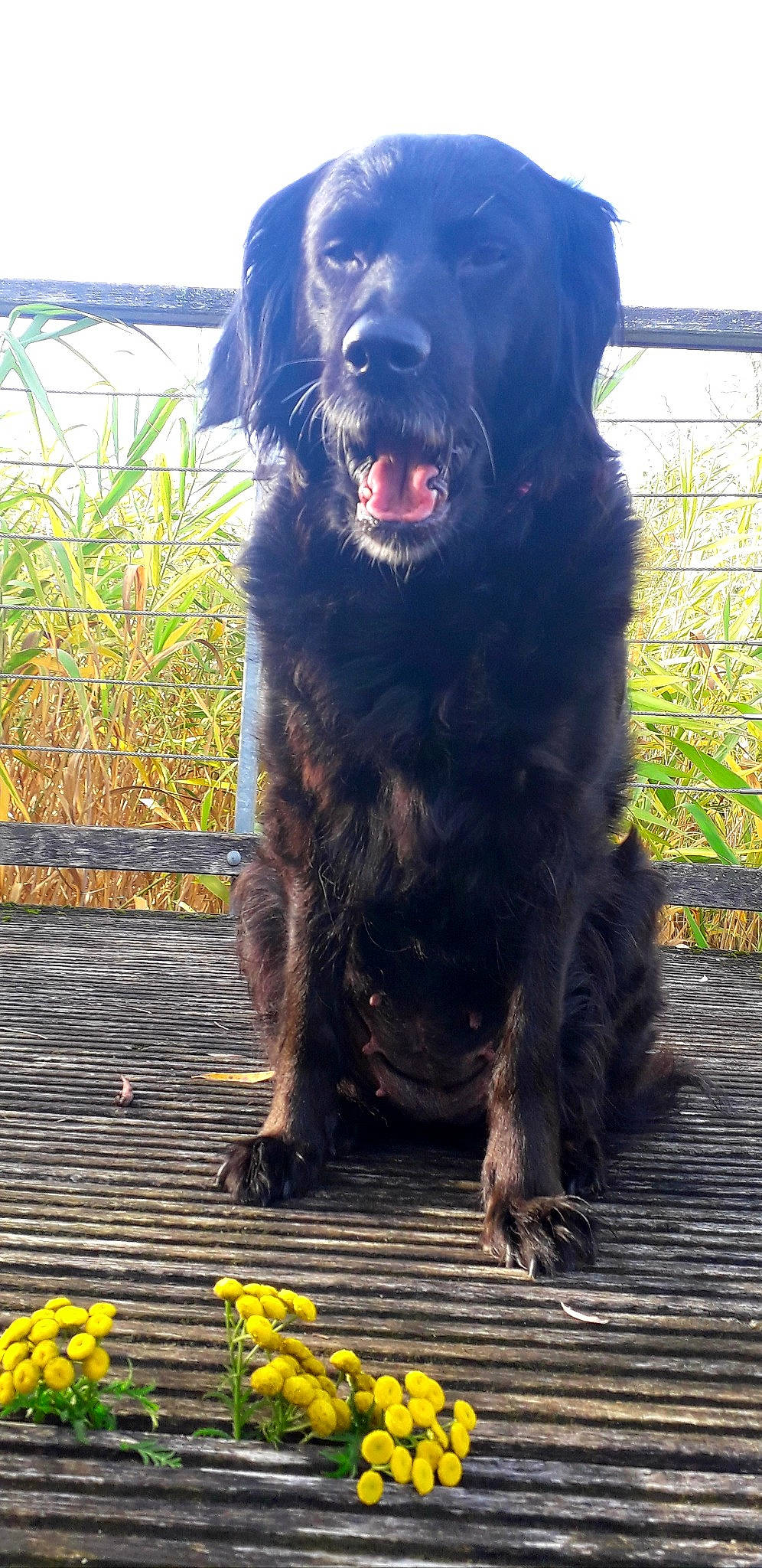 Huska participe au concours pour gagner de l'argent avec cette photo : canidae, carnivore, companion_dog, dog, dog_breed, fence, fur, gaddi_kutta, giant_dog_breed, grass, guard_dog, gun_dog, hunting_dog, plant, snout, sporting_group, terrestrial_animal, working_animal, working_dog, yellow