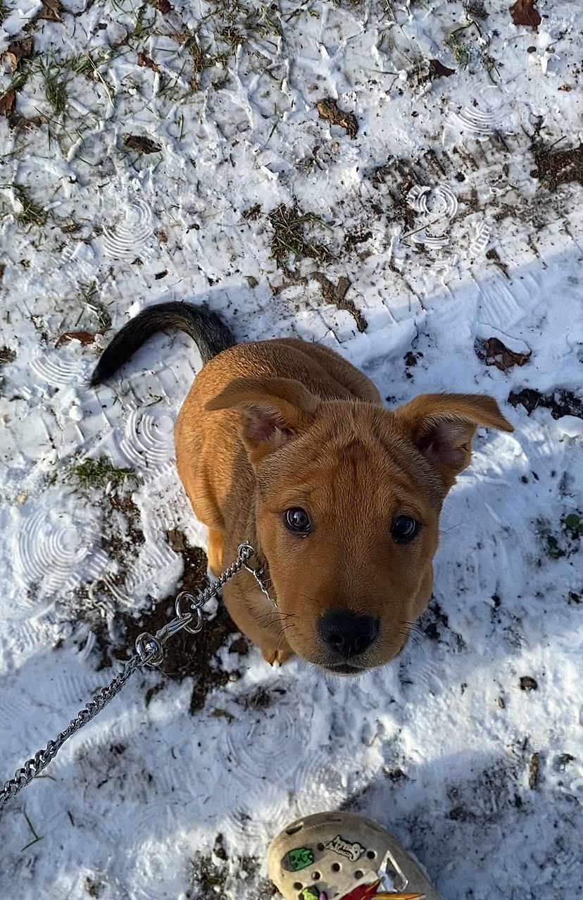 Chevy Boy is registered to the contest to win money with this photo: puppy, dog, leash, snow, ground, mud, shoe, stickers, outdoor, animal, cute, pet, looking_up, ears, nose, chain, winter, footwear, playful, curious