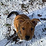 animal, brown_fur, curious, cute, daylight, dog, footprints, grass, ground, leash, looking_up, nature, outdoor, pet, playful, puppy, shoe, snow, winter, young_dog