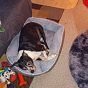 Nibbles is registered to the contest to win money with this photo: dog, pet_bed, toys, carpet, boots, baby_swing, curtain, indoor, black_and_white, resting, furniture, floor, cozy, living_room, home, relaxed, canine, animal, comfort, domestic