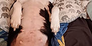 Ritter is registered to the contest to win money with this photo: dog, sleeping, couch, pillows, blanket, relaxed, indoor, pet, resting, black_and_white, canine, fur, paw, comfort, home, animal, domestic, mammal, cute, nap