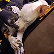 Ritter joined the competition — help win amazing prizes! dog, sleeping, snuggling, blanket, sunflower_pattern, paw, closeup, pet, cozy, companion, resting, indoors, fur, cute, animal, friendship, comfort, relaxation, mammal, bond