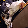 dog, sleeping, snuggling, blanket, sunflower_pattern, paw, closeup, pet, cozy, companion, resting, indoors, fur, cute, animal, friendship, comfort, relaxation, mammal, bond
