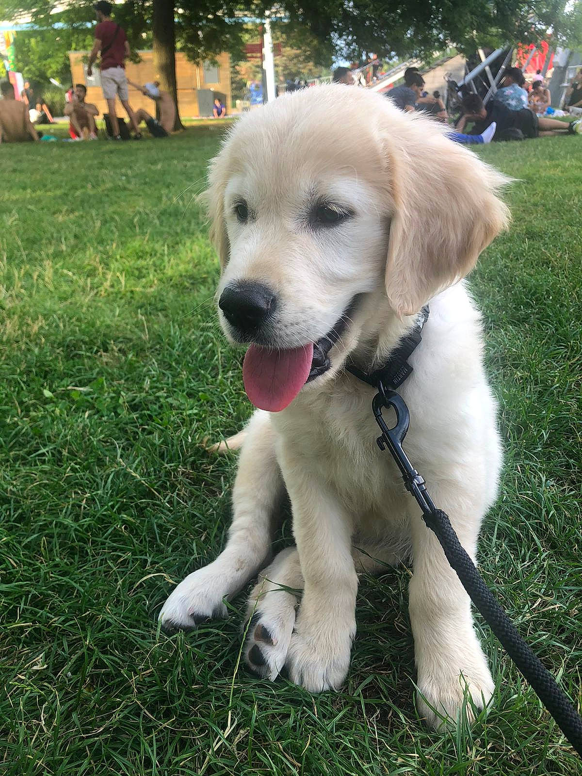 Nicky a rejoint le concours — aidez-le/la à gagner de superbes lots ! beagador, canidae, carnivore, companion_dog, dog, dog_breed, fawn, golden_retriever, labrador_retriever, livestock_guardian_dog, mammal, puppy, rare_breed_dog, retriever, snout, sporting_group, vertebrate