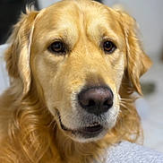 Uno participe au concours pour gagner de l'argent avec cette photo : golden_retriever, dog, pet, close_up, portrait, indoor, fur, canine, animal, mammal, face, whiskers, ears, nose, eyes, expression, friendly, domestic_animal, companion, furry