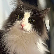 Bouboule participe au concours pour gagner de l'argent avec cette photo : cat, fluffy, black_and_white, green_eyes, close_up, pet, domestic_animal, whiskers, cute, feline, portrait, soft_light, indoor, animal_face, curious, long_fur, nose, ears, adorable, muzzle