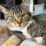 Astro World Shero joined the competition — help win amazing prizes! cat, tabby_cat, pet, animal, close_up, portrait, golden_eyes, whiskers, striped_fur, gray_fur, white_chest, lying_down, indoors, home, blurred_background, relaxed, staring, cute, feline, photography