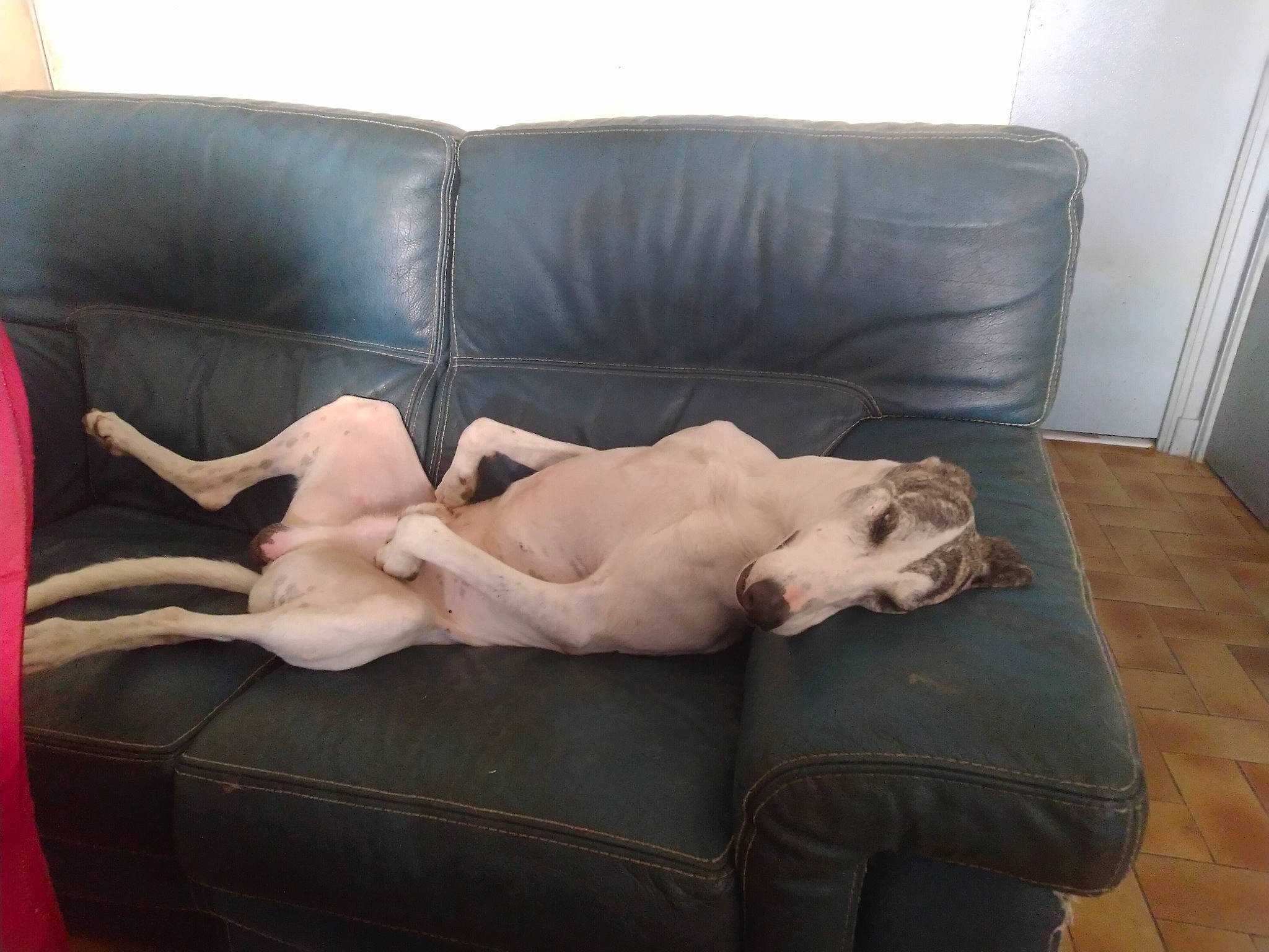 Juju a rejoint le concours — aidez-le/la à gagner de superbes lots ! carnivore, comfort, companion_dog, couch, dog_breed, door, fawn, felidae, flooring, fur, hardwood, linens, living_room, small_to_medium_sized_cats, sofa_bed, sporting_group, studio_couch, tail, whiskers, wood