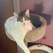 Mickey is registered to the contest to win money with this photo: animal, carpeted, cat, cat_tree, cute, domestic_animal, door, feline, household, indoor, looking_at_camera, mauve_wall, paw, pet, relaxed, resting, shadow, tabby, whiskers, white_fur