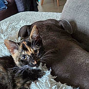Mocca participe au concours pour gagner de l'argent avec cette photo : kitten, cat, dog, animal, pet, indoor, blanket, fluffy, furniture, couch, resting, whiskers, curious, brown, black, white, fur, closeup, cozy, companion