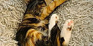 Mocca participe au concours pour gagner de l'argent avec cette photo : kitten, cat, calico, paw_pads, stretching, fluffy_blanket, texture, relaxed, cute, pet, animal, feline, indoor, cozy, soft, fur, whiskers, small, resting, sleepy