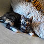 Mocca participe au concours pour gagner de l'argent avec cette photo : kitten, cat, tortoiseshell, pet_bed, plush_toy, floor, indoor, curious, animal, feline, young, whiskers, ears, paws, toy, home, cozy, resting, playful, fur