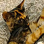 cat, tortoiseshell, pet, animal, feline, whiskers, fur, close_up, blanket, texture, soft, cozy, indoor, cute, playful, paws, eyes, resting, young, domestic