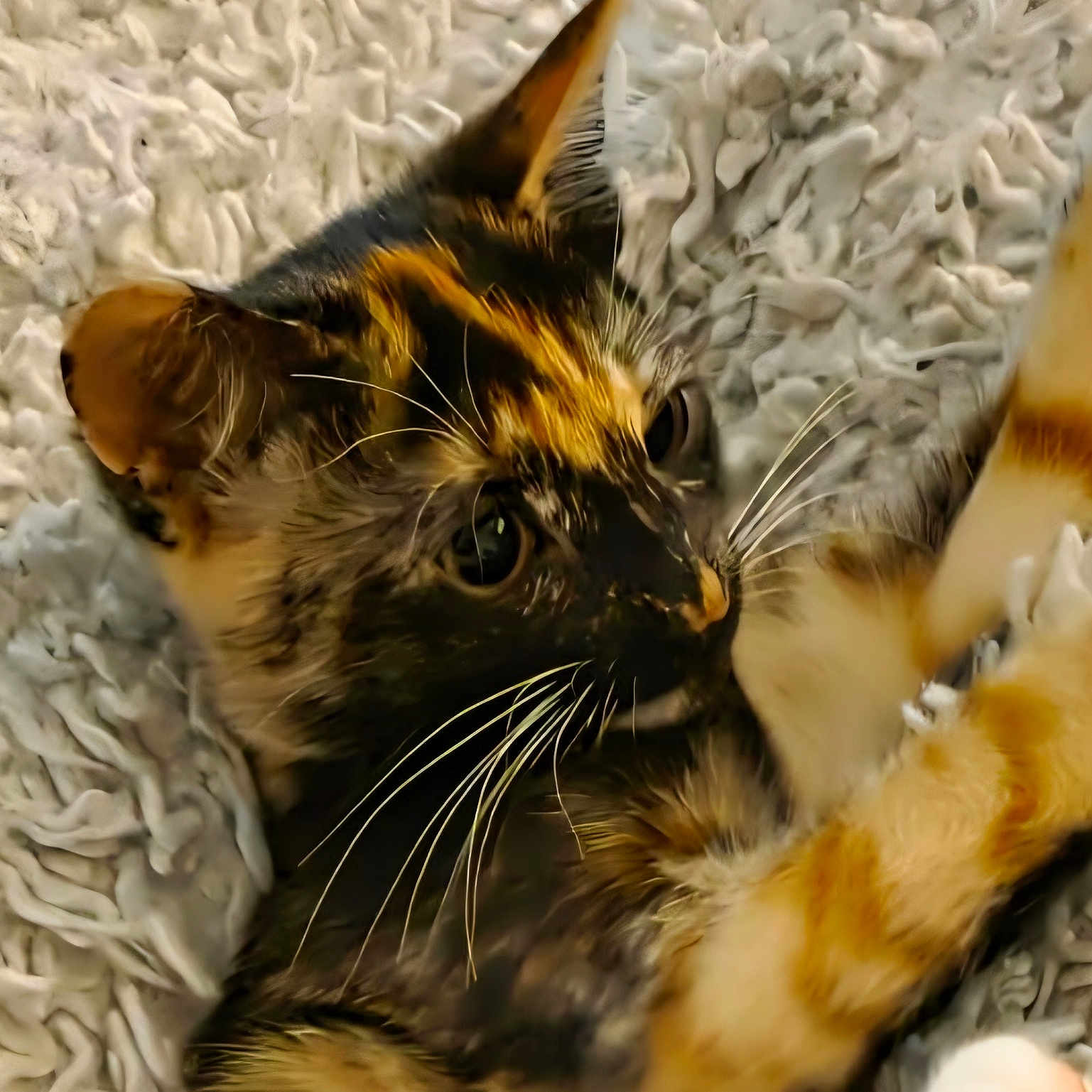 Mocca participe au concours pour gagner de l'argent avec cette photo : animal, blanket, cat, close_up, cozy, cute, domestic, eyes, feline, fur, indoor, paws, pet, playful, resting, soft, texture, tortoiseshell, whiskers, young