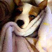 Spots joined the competition — help win amazing prizes! dog, blanket, cozy, sleepy, snug, fur, brown, white, pet, indoors, resting, closeup, soft, warm, cute, animal, companion, relaxation, comfort, couch