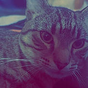 Sable joined the competition — help win amazing prizes! cat, tabby, close_up, whiskers, fur, face, animal, pet, indoor, relaxed, portrait, mammal, cute, feline, eyes, resting, soft_light, domestic, cozy, blurred_background