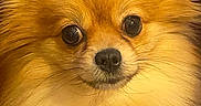 Zoé joined the competition — help win amazing prizes! animal, brown, close_up, companion, cute, dog, domestic_animal, ears, face, fluffy, friendly, fur, indoor, mammal, pet, pomernian, portrait, small_dog, whiskers, yellow