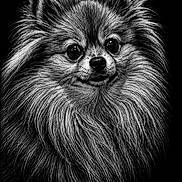 Zoé is registered to the contest to win money with this photo: animal, artwork, black_and_white, dark_background, detailed, dog, ears, eyes, face, fluffy, fur, illustration, monochrome, muzzle, pet, portrait, signature, sketch, texture, whiskers