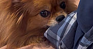 Bella joined the competition — help win amazing prizes! animal, bed, brown_fur, checkered_pattern, close_up, companion, cute, dog, domestic_animal, ears, fabric, fluffy, fur, indoor, nibbling, pet, playful, resting, snout, soft_texture