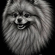 Bella joined the competition — help win amazing prizes! dog, illustration, black_background, fluffy, portrait, detailed, artwork, monochrome, fur, smiling, canine, face, drawing, sketch, animal, pet, cute, happy, signature, name