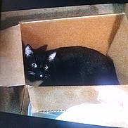 Steve joined the competition — help win amazing prizes! animal, black_cat, box, cardboard_box, cat, closeup, cute, ears, eyes, fur, glare, indoors, kitten, peekaboo, pet, phone_photo, shadow, sleepy, snapshot, whiskers