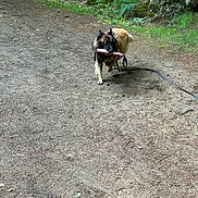 Passo participe au concours pour gagner de l'argent avec cette photo : dog, canine, forest, trail, dirt_path, greenery, leafy, outdoor, nature, animal, pet, walking, bite_sleeve, brown_fur, black_fur, leash, training, active, daylight, playful