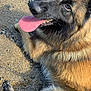 dog, german_shepherd, tongue_out, sand, beach, animal, pet, fur, outdoor, canine, happy, close_up, portrait, paw, nature, sunlight, muzzle, laying_down, brown_fur, black_fur