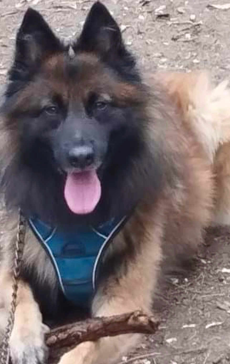 Passo participe au concours pour gagner de l'argent avec cette photo : dog, animal, pet, outdoor, fur, tongue, stick, harness, playful, canine, mammal, happy, nature, brown_fur, black_fur, ears, paws, lying_down, close_up, ground