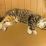 Tippy joined the competition — help win amazing prizes! kitten, cat, sleeping, feline, tabby, fur, collar, pet, animal, chair, leather, brown, cozy, resting, cute, domestic_animal, whiskers, paw, indoor, relaxation