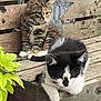 Tippy is registered to the contest to win money with this photo: kitten, cat, tabby, black_and_white, wooden_bench, outdoor, metal_star, fur, pet, animal, cute, curious, relaxed, green_leaves, rustic, bench, sitting, lounging, young_cat, feline