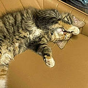 Tippy joined the competition — help win amazing prizes! cat, tabby, sleeping, paw, fur, couch, leather, feline, pet, relaxing, cute, whiskers, indoor, cozy, resting, animal, mammal, soft, striped, domestic