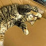 cat, tabby, sleeping, paw, fur, couch, leather, feline, pet, relaxing, cute, whiskers, indoor, cozy, resting, animal, mammal, soft, striped, domestic