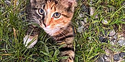 Tippy joined the competition — help win amazing prizes! kitten, cat, grass, rocks, insect, beetle, outdoor, curious, feline, nature, animal, pet, young, whiskers, ears, paws, closeup, playful, ground, wildlife