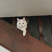 Bounty a rejoint le concours — aidez-le/la à gagner de superbes lots ! animal, balcony, blue_eye, calm, cat, curious, cute, domestic, feline, heterochromia, house, indoor, looking, paw, pet, quiet, resting, white_cat, wooden_railing, yellow_eye