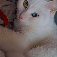 Bounty participe au concours pour gagner de l'argent avec cette photo : cat, white_cat, heterochromia, close_up, pet, animal, fur, eyes, blue_eye, yellow_eye, soft_texture, indoor, resting, cute, whiskers, portrait, feline, relaxed, cozy, red_strap