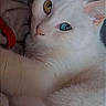 cat, white_cat, heterochromia, close_up, pet, animal, fur, eyes, blue_eye, yellow_eye, soft_texture, indoor, resting, cute, whiskers, portrait, feline, relaxed, cozy, red_strap