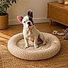 french_bulldog, puppy, dog_bed, rug, wooden_floor, indoor, plant, potted_plant, cabinet, candle, toy, rope_toy, natural_light, pet, cute, cozy, animal, home, living_room, curious