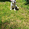 animal, canine, curious, cute, daylight, dog, ears, fence, garden, grass, greenery, nature, outdoor, pet, portrait, sitting, small_dog, summer, sunlight, yard